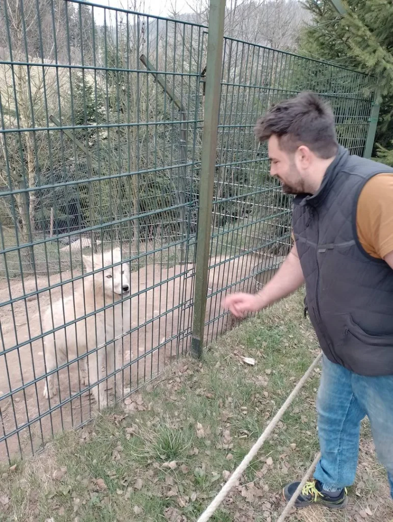 Młody wilczek reaguje na zawołanie właściciela zoo.