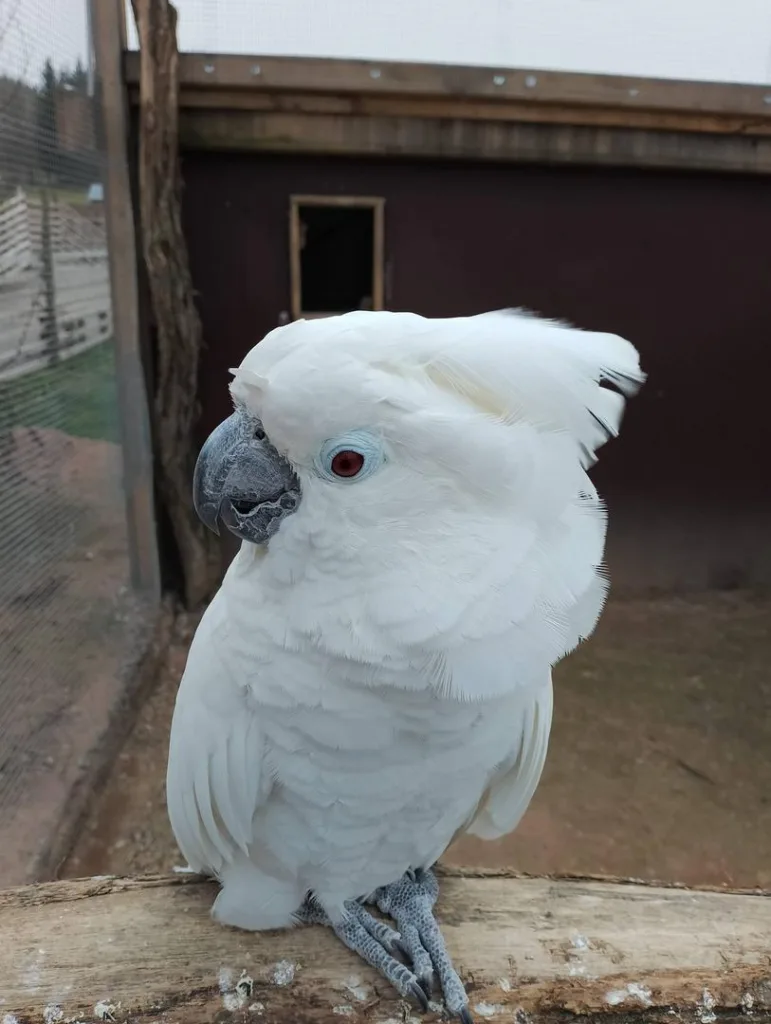 Kakadu biała Alba