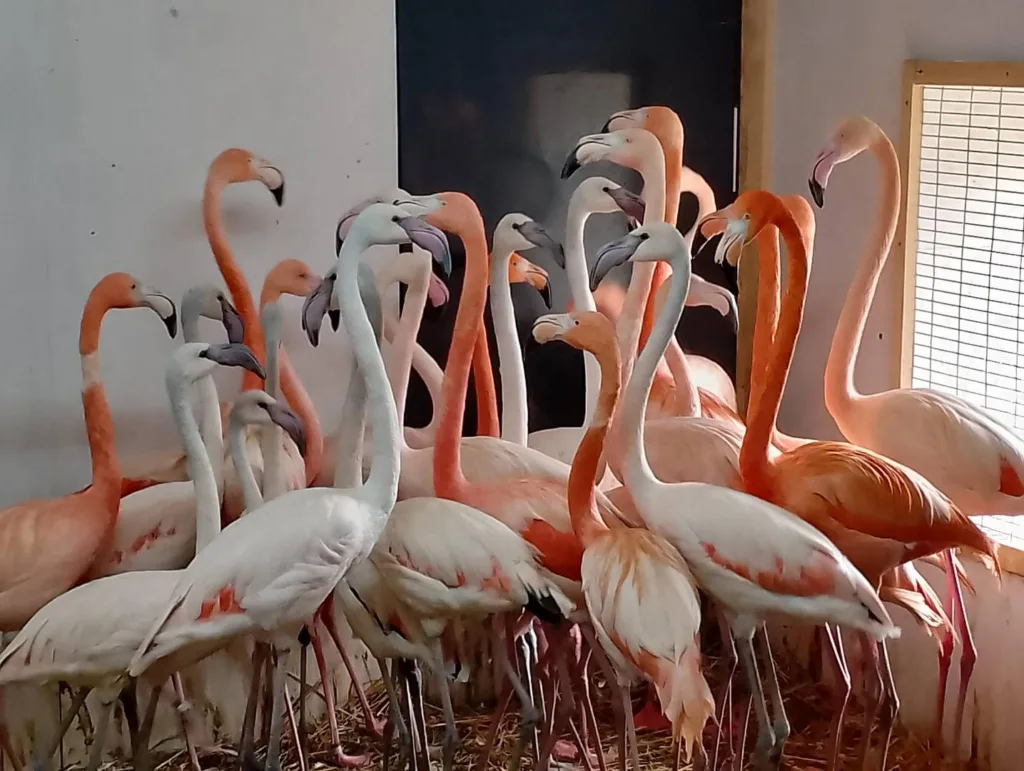 Flamingi karaibskie i różowe to unikatowe połączenie w polskich ogrodach zoologicznych