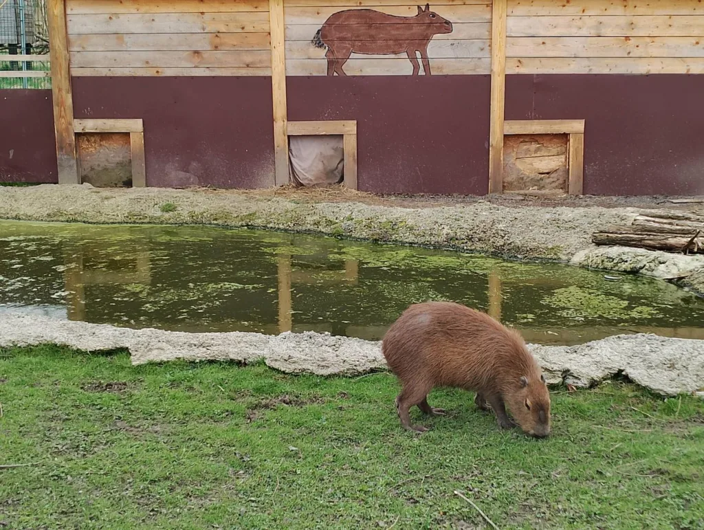 Kapibara wielka