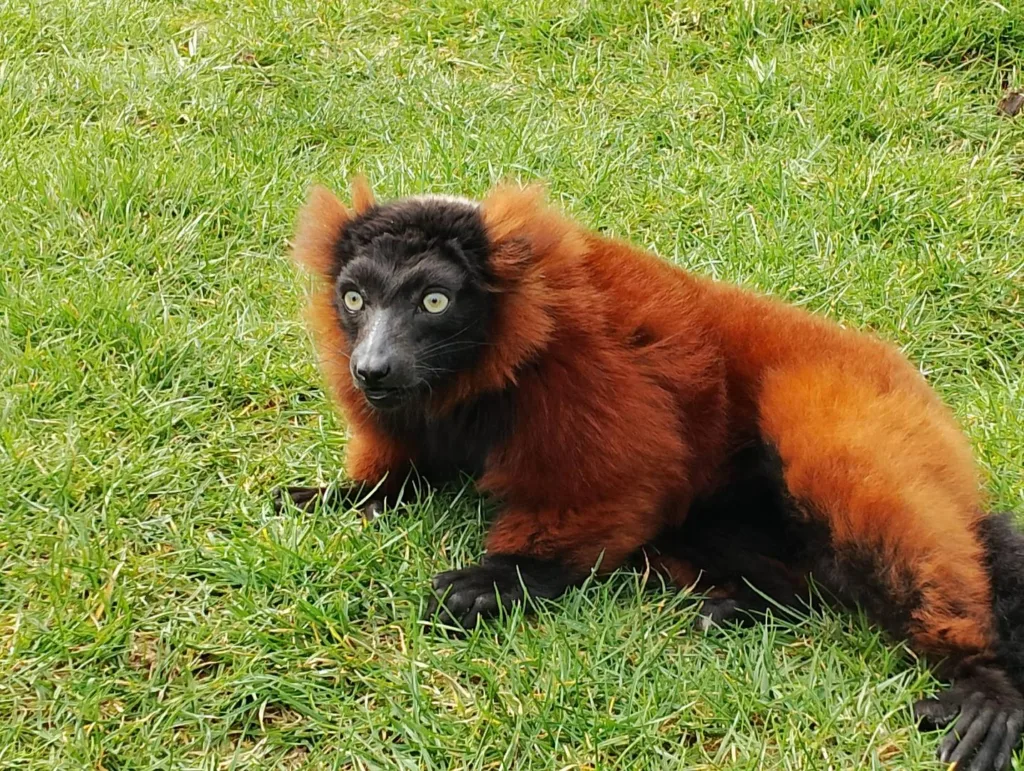 Lemur brązowy. ZOO Łączna