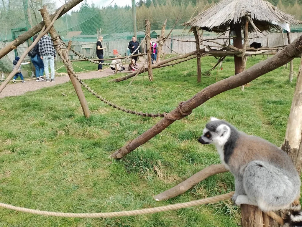 Lemury katta obserwują przyjezdnych. ZOO Łączna