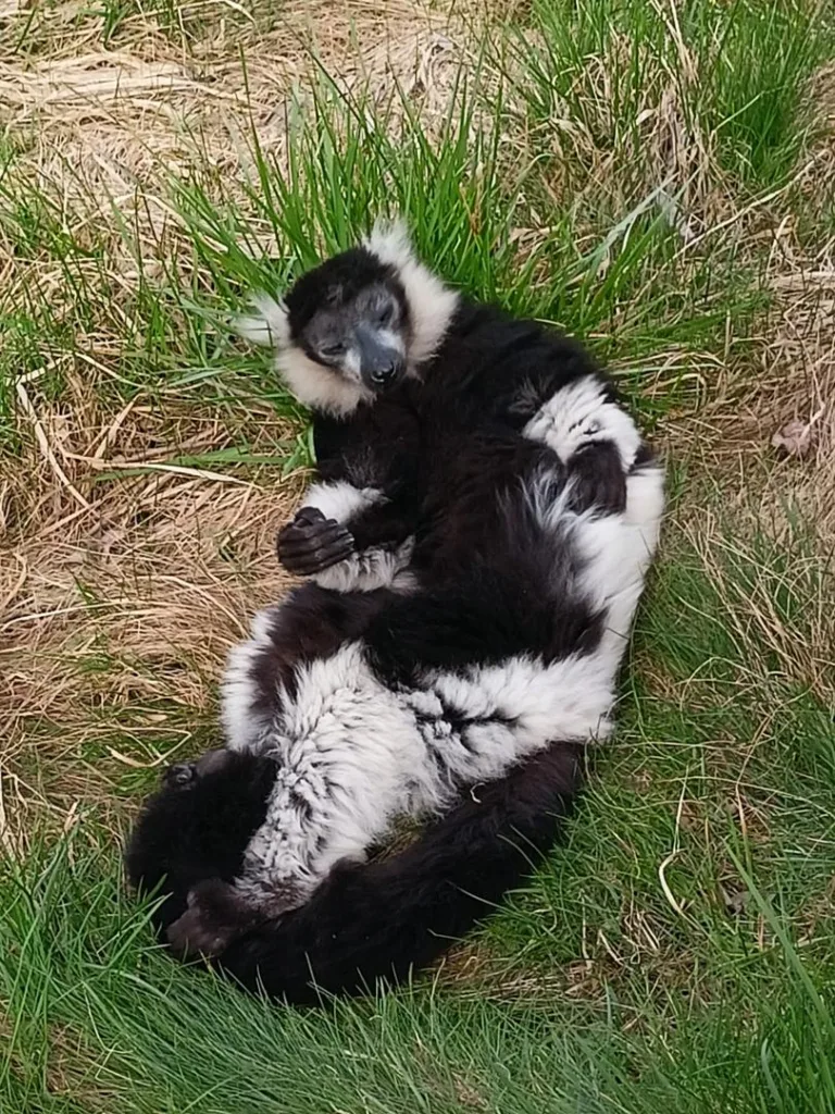 Leżakujący na trawie lemur robi śmieszne miny!